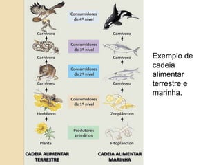 Exemplo de
cadeia
alimentar
terrestre e
marinha.
 