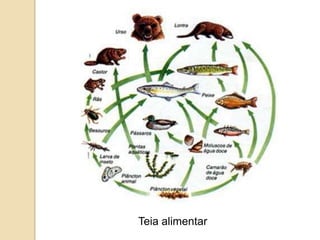 Teia alimentar
 