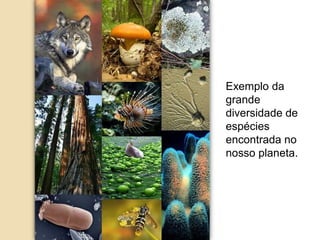 Exemplo da
grande
diversidade de
espécies
encontrada no
nosso planeta.
 