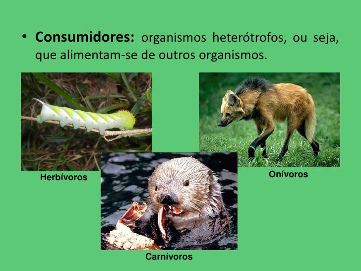 Categoria De Organismos Em Ecologia Que Alimentam De Outros Organismos
