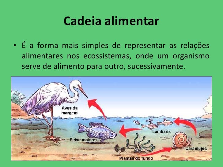 Cadeia Alimentar Que Começa Na Agua E Termina Na Terra