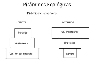 Pirâmides Ecológicas Pirâmides de número DIRETA INVERTIDA 2 x 10  7  pés de alfafa 4,5 bezerros 1 criança 420 protozoários 50 pulgões 1 árvore 