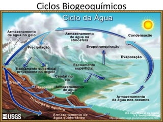 Ciclos Biogeoquímicos 