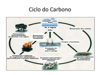 Ciclo do Carbono 