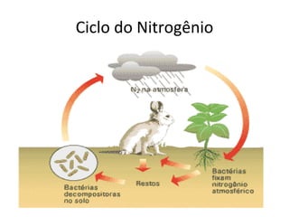 Ciclo do Nitrogênio 
