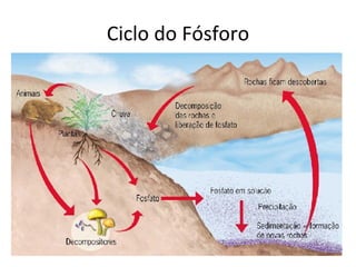Ciclo do Fósforo 