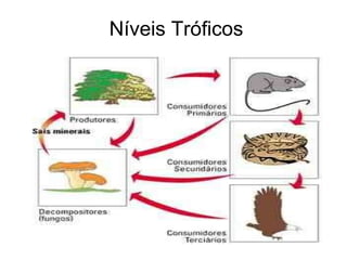 Níveis Tróficos 