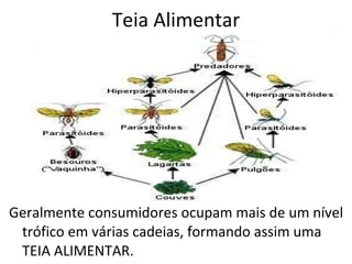 Teia Alimentar Geralmente consumidores ocupam mais de um nível trófico em várias cadeias, formando assim uma TEIA ALIMENTAR. 