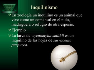 Inquilinismo En zoología un inquilino es un animal que vive como un comensal en el nido, madriguera o refugio de otra especie. Ejemplo La larva de  wyenomylia smithii  es un inquilino de las hojas de  sarracenia purpurea. 