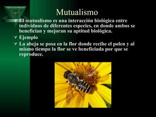 Mutualismo El mutualismo es una interacción biológica entre individuos de diferentes especies, en donde ambos se benefician y mejoran su aptitud biológica.  Ejemplo La abeja se posa en la flor donde recibe el polen y al mismo tiempo la flor se ve beneficiada por que se reproduce. 