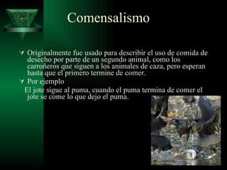 Comensalismo Originalmente fue usado para describir el uso de comida de desecho por parte de un segundo animal, como los carroñeros que siguen a los animales de caza, pero esperan hasta que el primero termine de comer.  Por ejemplo El jote sigue al puma, cuando el puma termina de comer el jote se come lo que dejo el puma. 