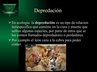 Depredación En ecologia  la  depredación  es un tipo de relacion iterespecifica que consiste en la caza y muerte que sufren algunas especies, por parte de otros que se los comen llamados depredadores o predadores. Por ejemplo el león caza a la cebra para poder comer. 