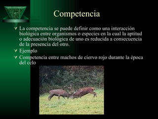 Competencia La competencia se puede definir como una interacción biológica entre organismos o especies en la cual la aptitud o adecuación biológica de uno es reducida a consecuencia de la presencia del otro.  Ejemplo Competencia entre machos de ciervo rojo durante la época del celo  
