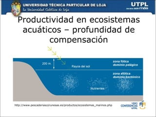Productividad en ecosistemas acuáticos – profundidad de compensación http://www.pescaderiascorunesas.es/productos/ecosistemas_marinos.php 