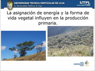 La asignación de energía y la forma de vida vegetal influyen en la producción primaria. 