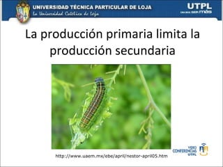 La producción primaria limita la producción secundaria http://www.uaem.mx/ebe/april/nestor-april05.htm 