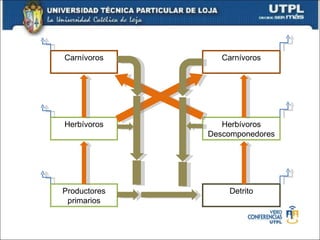 Carnívoros Herbívoros Productores primarios Carnívoros Herbívoros Descomponedores Detrito 