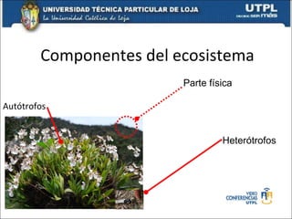 Componentes del ecosistema Autótrofos Heterótrofos Parte física 