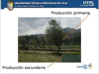 Producción primaria Producción secundaria 