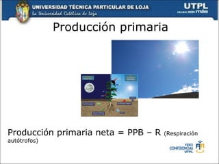 Producción primaria Producción primaria neta = PPB – R  (Respiración autótrofos) 
