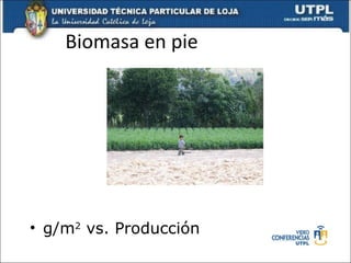 Biomasa en pie g/m 2  vs. Producción  