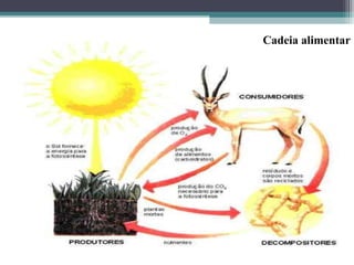 Cadeia alimentar
 