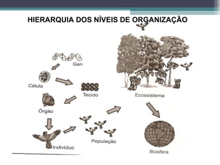 HIERARQUIA DOS NÍVEIS DE ORGANIZAÇÃO
 