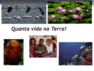 Quanta vida na Terra!
 