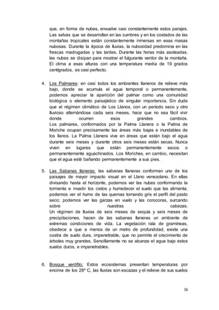 16
que, en forma de nubes, envuelve casi constantemente estos parajes.
Las selvas que se desarrollan en las cumbres y en los costados de las
montañas tropicales están constantemente inmersas en esas masas
nubosas. Durante la época de lluvias, la nubosidad predomina en las
frescas madrugadas y las tardes. Durante las horas más asoleadas,
las nubes se disipan para mostrar el fulgurante verdor de la montaña.
El clima a esas alturas con una temperatura media de 19 grados
centígrados, es casi perfecto.
4. Los Palmares: en casi todos los ambientes llaneros de relieve más
bajo, donde se acumula el agua temporal o permanentemente,
podemos apreciar la aparición del palmar como una comunidad
biológica o elemento paisajístico de singular importancia. Sin duda
que el régimen climático de Los Llanos, con un período seco y otro
lluvioso alternándose cada seis meses, hace que no sea fácil vivir
donde ocurren esos grandes cambios.
Los palmares, conformados por la Palma Llanera o la Palma de
Moriche ocupan precisamente las áreas más bajas e inundables de
los llanos. La Palma Llanera vive en áreas que están bajo el agua
durante seis meses y durante otros seis meses están secas. Nunca
viven en lugares que están permanentemente secos o
permanentemente aguachinados. Los Moriches, en cambio, necesitan
que el agua esté bañando permanentemente a sus pies.
5. Las Sabanas llaneras: las sabanas llaneras conforman uno de los
paisajes de mayor impacto visual en el Llano venezolano. En ellas
divisando hasta el horizonte, podemos ver las nubes conformando la
tormenta e invadir los cielos y humedecer el suelo que las alimenta;
podemos ver el humo de las quemas tornando gris el perfil del pasto
seco; podemos ver las garzas en vuelo y las corocoras, surcando
sobre nuestras cabezas.
Un régimen de lluvias de seis meses de sequía y seis meses de
precipitaciones, hacen de las sabanas llaneras un ambiente de
extremas condiciones de vida. La vegetación rala de gramíneas,
obedece a que a menos de un metro de profundidad, existe una
costra de suelo dura, impenetrable, que no permite el crecimiento de
árboles muy grandes. Sencillamente no se alcanza el agua bajo estos
suelos duros, e impenetrables.
6. Bosque xerófilo: Estos ecosistemas presentan temperaturas por
encima de los 28º C, las lluvias son escazas y el relieve de sus suelos
 