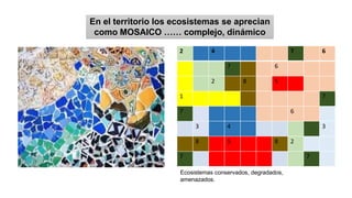 2 4 7 6
7 6
2 8 5
1 7
7 6
3 4 3
8 5 8 2
7 7
En el territorio los ecosistemas se aprecian
como MOSAICO …… complejo, dinámico
Ecosistemas conservados, degradados,
amenazados.
 