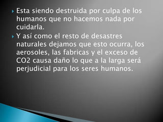 Esta siendo destruida por culpa de los humanos que no hacemos nada por cuidarla.Y así como el resto de desastres naturales dejamos que esto ocurra, los aerosoles, las fabricas y el exceso de CO2 causa daño lo que a la larga será perjudicial para los seres humanos.  