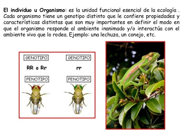 Ecologia y Ecosistemas. Definiciones.