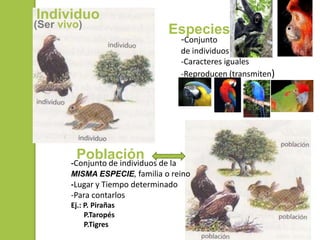 Individuo
(Ser vivo)
-Conjunto
de individuos
-Caracteres iguales
-Reproducen (transmiten)
Especies
Población-Conjunto de i...