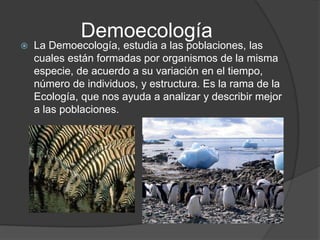 Demoecología
   La Demoecología, estudia a las poblaciones, las
    cuales están formadas por organismos de la misma
    especie, de acuerdo a su variación en el tiempo,
    número de individuos, y estructura. Es la rama de la
    Ecología, que nos ayuda a analizar y describir mejor
    a las poblaciones.
 