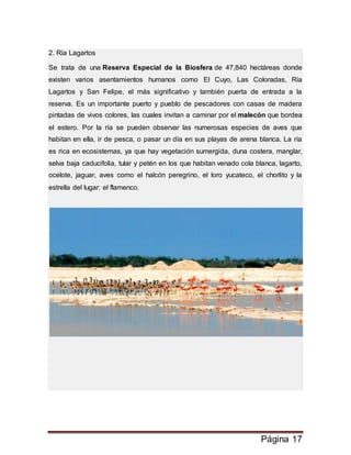 Página 17
2. Ría Lagartos
Se trata de una Reserva Especial de la Biosfera de 47,840 hectáreas donde
existen varios asentamientos humanos como El Cuyo, Las Coloradas, Ría
Lagartos y San Felipe, el más significativo y también puerta de entrada a la
reserva. Es un importante puerto y pueblo de pescadores con casas de madera
pintadas de vivos colores, las cuales invitan a caminar por el malecón que bordea
el estero. Por la ría se pueden observar las numerosas especies de aves que
habitan en ella, ir de pesca, o pasar un día en sus playas de arena blanca. La ría
es rica en ecosistemas, ya que hay vegetación sumergida, duna costera, manglar,
selva baja caducifolia, tular y petén en los que habitan venado cola blanca, lagarto,
ocelote, jaguar, aves como el halcón peregrino, el loro yucateco, el chorlito y la
estrella del lugar: el flamenco.
 