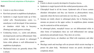 Anatomical (Internal) adaptations of Hydrophytes: Leaves:
Root:
 Cuticle is very thin or absent.
 Root hairs present in amphibious hydrophytes.
 Epidermis is single layered made up of thin-
walled cells. Parenchymatous cortex i.e.,
arenchyma is well developed. It has numerous
air chambers which help in buoyancy
(floating) and rapid gaseous exchange.
 Conducting tissues, i.e., xylem and phloem,
developed poorly and less differentiated. Only
xylem tracheids are present in submerged
forms while phloem is well differentiated in
amphibious hydrophytes.
 Mechanical tissues are generally absent. Pith
is absent.
 Cuticle is absent or poorly developed in Nymphaea leaves.
 Epidermis is single layered with thin walled parenchymatous cells.
 Chlorophyll found in all the tissues. Epidermal cells of leaves contain
abundant chloroplasts and they can function as photosynthetic tissue,
especially where the leaves and stems are very thin e.g., Hydrilla.
 Stomata are totally absent in submerged plants, but in floating leaves,
stomata are present on the upper surface. In amphibious plants stomata
may be scattered on all the aerial parts.
 In submerged plants, mesophyll tissues are not differentiated while in
other forms of hydrophytes these are well differentiated into spongy
parenchyma and palisade tissues. They show air cavities.
 In submerged leaves, air chambers are filled with respiratory and other
gases.
 Mucilage canals and mucilage cells are present which secrete mucilage to
protect the plant body. Mechanical tissues are poorly developed or
completely absent.
 