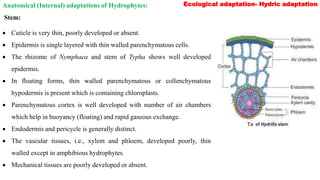 Ecological adaptation- Hydric adaptation
Anatomical (Internal) adaptations of Hydrophytes:
Stem:
 Cuticle is very thin, poorly developed or absent.
 Epidermis is single layered with thin walled parenchymatous cells.
 The rhizome of Nymphaea and stem of Typha shows well developed
epidermis.
 In floating forms, thin walled parenchymatous or collenchymatous
hypodermis is present which is containing chloroplasts.
 Parenchymatous cortex is well developed with number of air chambers
which help in buoyancy (floating) and rapid gaseous exchange.
 Endodermis and pericycle is generally distinct.
 The vascular tissues, i.e., xylem and phloem, developed poorly, thin
walled except in amphibious hydrophytes.
 Mechanical tissues are poorly developed or absent.
 