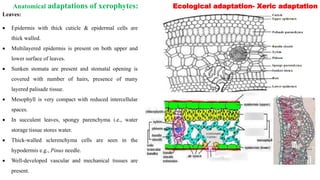Anatomical adaptations of xerophytes: Ecological adaptation- Xeric adaptation
Leaves:
 Epidermis with thick cuticle & epidermal cells are
thick walled.
 Multilayered epidermis is present on both upper and
lower surface of leaves.
 Sunken stomata are present and stomatal opening is
covered with number of hairs, presence of many
layered palisade tissue.
 Mesophyll is very compact with reduced intercellular
spaces.
 In succulent leaves, spongy parenchyma i.e., water
storage tissue stores water.
 Thick-walled sclerenchyma cells are seen in the
hypodermis e.g., Pinus needle.
 Well-developed vascular and mechanical tissues are
present.
 