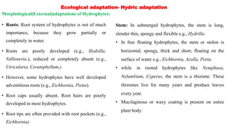 Ecological adaptation- Hydric adaptation
• Roots: Root system of hydrophytes is not of much
importance, because they grow partially or
completely in water.
• Roots are poorly developed (e.g., Hydrilla,
Vallisneria.), reduced or completely absent (e.g.,
Utricularia, Ceratophyllum,).
• However, some hydrophytes have well developed
adventitious roots (e.g., Eichhornia, Pistia).
• Root caps usually absent. Root hairs are poorly
developed in most hydrophytes.
• Root tips are often provided with root pockets (e.g.,
Eichhornia).
Stem: In submerged hydrophytes, the stem is long,
slender thin, spongy and flexible e.g., Hydrilla.
• In free floating hydrophytes, the stem or stolon is
horizontal, spongy, thick and short, floating on the
surface of water e.g., Eichhornia, Azolla, Pistia
• while in rooted hydrophytes like Nymphaea,
Nelumbium, Cyperus, the stem is a rhizome. These
rhizomes live for many years and produce leaves
every year.
• Mucilaginous or waxy coating is present on entire
plant body.
Morphological(External)adaptations of Hydrophytes:
 
