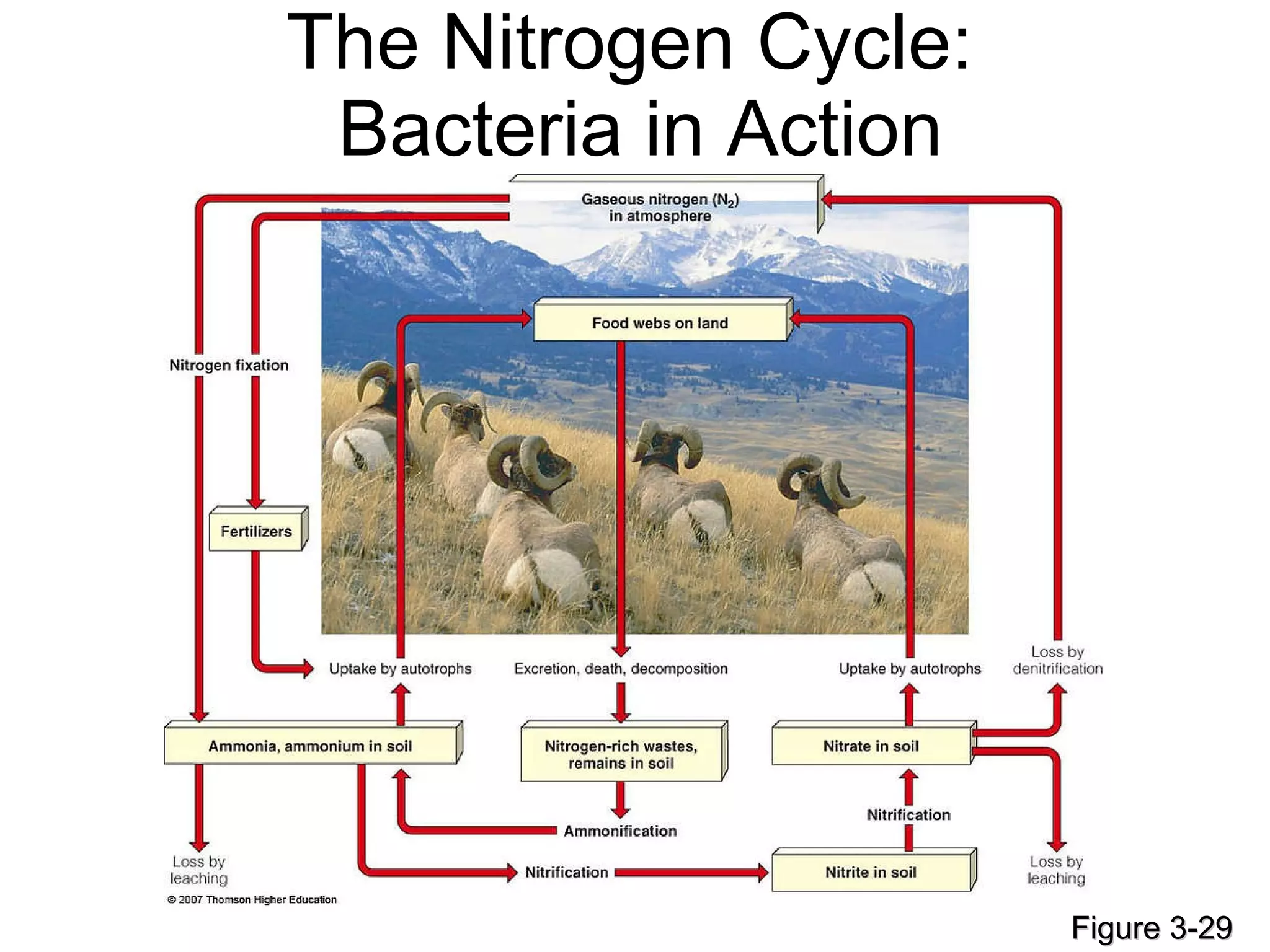 The Nitrogen Cycle:  Bacteria in Action Figure 3-29 