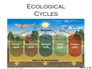Fig. 3-7, p. 55 Nitrogen cycle Biosphere Heat in the environment Phosphorus cycle Carbon cycle Oxygen cycle Water cycle Ecological Cycles 