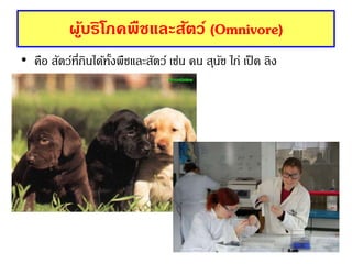 ผู้บริโภคพืชและสัตว์ (Omnivore)
• คือ สัตว์ที่กินได้ทั้งพืชและสัตว์ เช่น คน สุนัข ไก่ เป็ด ลิง
 