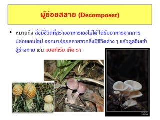 ผู้ย่อยสลาย (Decomposer)
• หมายถึง สิ่งมีชีวิตที่สร้างอาหารเองไม่ได้ ได้รับอาหารจากการ
ปล่อยเอนไซม์ ออกมาย่อยสลายซากสิ่งมีชีวิตต่างๆ แล้วดูดซึมเข้า
สู่ร่างกาย เช่น แบคทีเรีย เห็ด รา
 