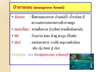  ลักษณะ : ขึ้นตามแนวทะเล ปากแม่น้า น้ากร่อย มี
ความหลากหลายทางชีวภาพสูง
 แหล่งที่พบ : ชายฝั่งทะเล อ่าวไทย ชายฝั่งอันดามัน
 พืช : โกงกาง แสม ลาพู ตะบูน เป็นต้น
 สัตว์ : แหล่งอาหาร วางไข่ อนุบาลตัวอ่อน
เช่น กุ้ง หอย ปู ปลา
ป่ าชายเลน >>> อ่าวคุ้งกระเบน จ.จันทบุรี
ป่ าชายเลน (mangrove forest)
 