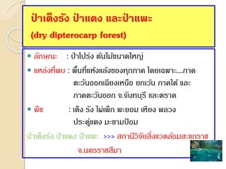 ป่ าเต็งรัง ป่ าแดง และป่ าแพะ
(dry dipterocarp forest)
 ลักษณะ : ป่ าโปร่ง ต้นไม้ขนาดใหญ่
 แหล่งที่พบ : พื้นที่แห้งแล้งของทุกภาค โดยเฉพาะ....ภาค
ตะวันออกเฉียงเหนือ ยกเว้น ภาคใต้ และ
ภาคตะวันออก จ.จันทบุรี และตราด
 พืช : เต็ง รัง ไผ่เพ็ก พะยอม เหียง พลวง
ประดู่แดง มะขามป้ อม
ป่ าเต็งรัง ป่ าแดง ป่ าแพะ >>> สถานีวิจัยสิ่งแวดล้อมสะแกราช
จ.นครราชสีมา
 
