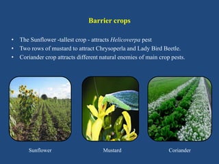 Ecological engineering and biocontrol | PPTX