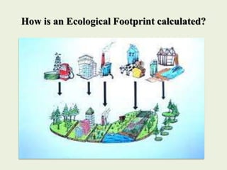 How is an Ecological Footprint calculated?
 