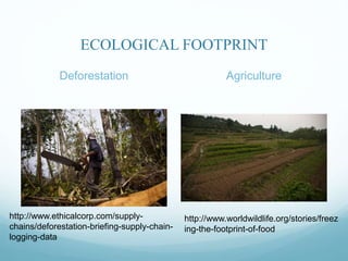 ECOLOGICAL FOOTPRINT
Deforestation Agriculture
http://www.worldwildlife.org/stories/freez
ing-the-footprint-of-food
http://www.ethicalcorp.com/supply-
chains/deforestation-briefing-supply-chain-
logging-data
 
