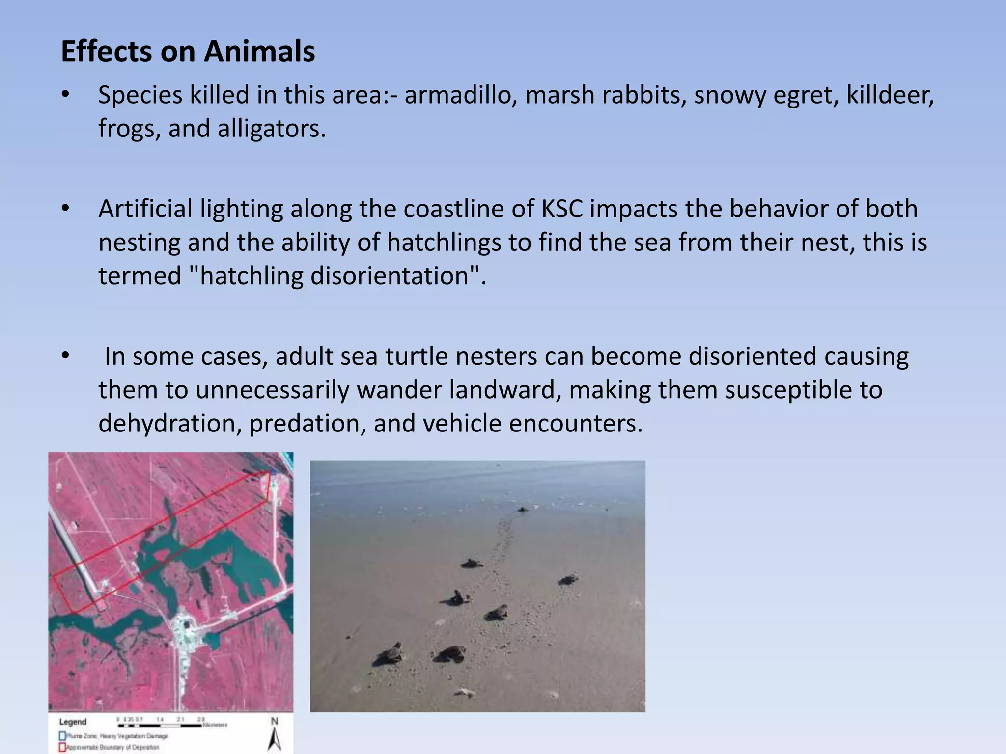 Effects on Animals
• Species killed in this area:- armadillo, marsh rabbits, snowy egret, killdeer,
frogs, and alligators.
• Artificial lighting along the coastline of KSC impacts the behavior of both
nesting and the ability of hatchlings to find the sea from their nest, this is
termed "hatchling disorientation".
• In some cases, adult sea turtle nesters can become disoriented causing
them to unnecessarily wander landward, making them susceptible to
dehydration, predation, and vehicle encounters.
 
