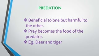 PREDATION
 Beneficial to one but harmful to
the other.
 Prey becomes the food of the
predator.
 Eg: Deer and tiger
 